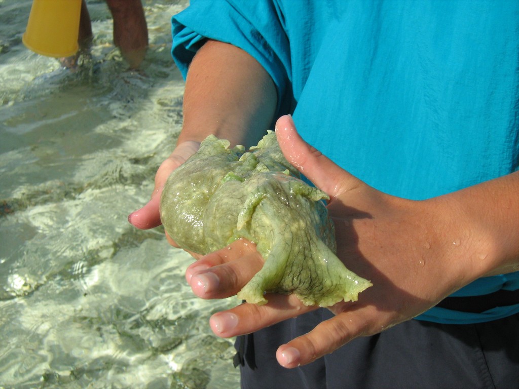 Reef & Marine Life